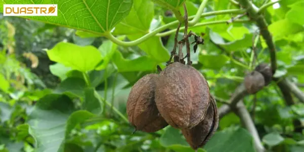 Poisonous Plants: Astrological Insights